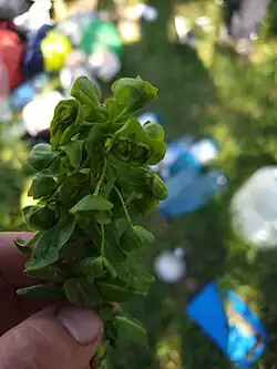 Euphorbia condylocarpa • فرفیون ساقه آغوش
