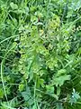 Euphorbia condylocarpa • فرفیون ساقه آغوش