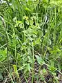 Euphorbia condylocarpa • فرفیون ساقه آغوش