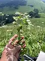 Euphorbia condylocarpa • فرفیون ساقه آغوش