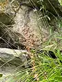 Euphorbia condylocarpa • فرفیون ساقه آغوش
