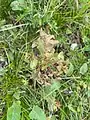 Euphorbia condylocarpa • فرفیون ساقه آغوش
