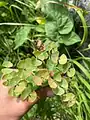 Euphorbia condylocarpa • فرفیون ساقه آغوش