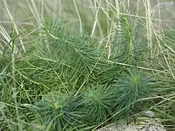 Euphorbia cyparissias • فرفیون سروی