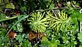 Euphorbia cyparissias • فرفیون سروی