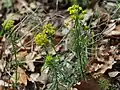 Euphorbia cyparissias • فرفیون سروی