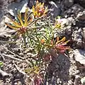Euphorbia cyparissias • فرفیون سروی