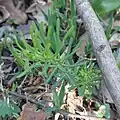 Euphorbia cyparissias • فرفیون سروی