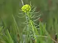 Euphorbia cyparissias • فرفیون سروی
