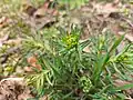Euphorbia cyparissias • فرفیون سروی