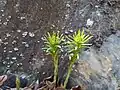 Euphorbia cyparissias • فرفیون سروی