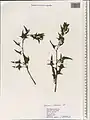 Spinacia turkestanica • اسفناج ترکستانی