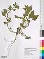Spinacia turkestanica • اسفناج ترکستانی