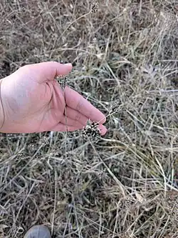 Dianthus armeria • میخک جنگلی