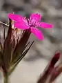 Dianthus armeria • میخک جنگلی