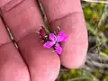 Dianthus armeria • میخک جنگلی