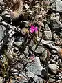 Dianthus armeria • میخک جنگلی