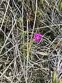 Dianthus armeria • میخک جنگلی