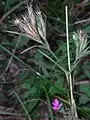 Dianthus armeria • میخک جنگلی