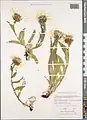 Centaurea cheiranthifolia • گل گندم ارسبارانی