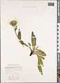 Centaurea cheiranthifolia • گل گندم ارسبارانی