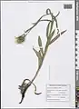 Centaurea cheiranthifolia • گل گندم ارسبارانی