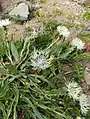 Centaurea cheiranthifolia • گل گندم ارسبارانی