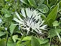 Centaurea cheiranthifolia • گل گندم ارسبارانی