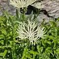 Centaurea cheiranthifolia • گل گندم ارسبارانی