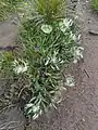 Centaurea cheiranthifolia • گل گندم ارسبارانی