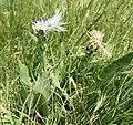 Centaurea cheiranthifolia • گل گندم ارسبارانی