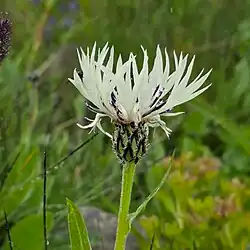 Centaurea cheiranthifolia • گل گندم ارسبارانی