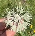 Centaurea cheiranthifolia • گل گندم ارسبارانی