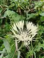 Centaurea cheiranthifolia • گل گندم ارسبارانی