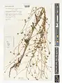 Tripleurospermum decipiens • بابونه کاذب (گونه)