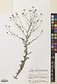 Tripleurospermum decipiens • بابونه کاذب (گونه)