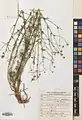 Tripleurospermum decipiens • بابونه کاذب (گونه)