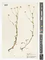 Tripleurospermum sevanense • بابونه کاذب (سوان)