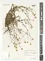 Tripleurospermum sevanense • بابونه کاذب (سوان)