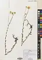 Tripleurospermum sevanense • بابونه کاذب (سوان)