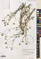 Tripleurospermum sevanense • بابونه کاذب (سوان)