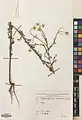 Tripleurospermum sevanense • بابونه کاذب (سوان)