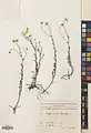 Tripleurospermum sevanense • بابونه کاذب (سوان)