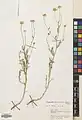 Tripleurospermum sevanense • بابونه کاذب (سوان)