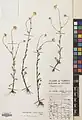 Tripleurospermum sevanense • بابونه کاذب (سوان)