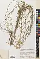 Tripleurospermum sevanense • بابونه کاذب (سوان)