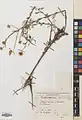 Tripleurospermum sevanense • بابونه کاذب (سوان)
