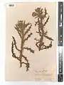 Cirsium libanoticum • کنگر لبنانی