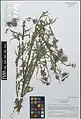 Cirsium creticum • کنگر شیرازی