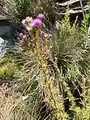 Cirsium creticum • کنگر شیرازی